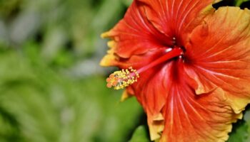 10 benefícios do chá de hibisco com limão