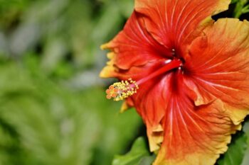 10 benefícios do chá de hibisco com limão