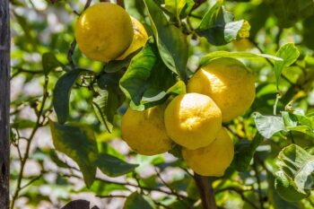 Consumo de frutas cítricas para uma pele saudável