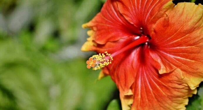 Chá de hibisco pode ajudar no controle da pressão arterial